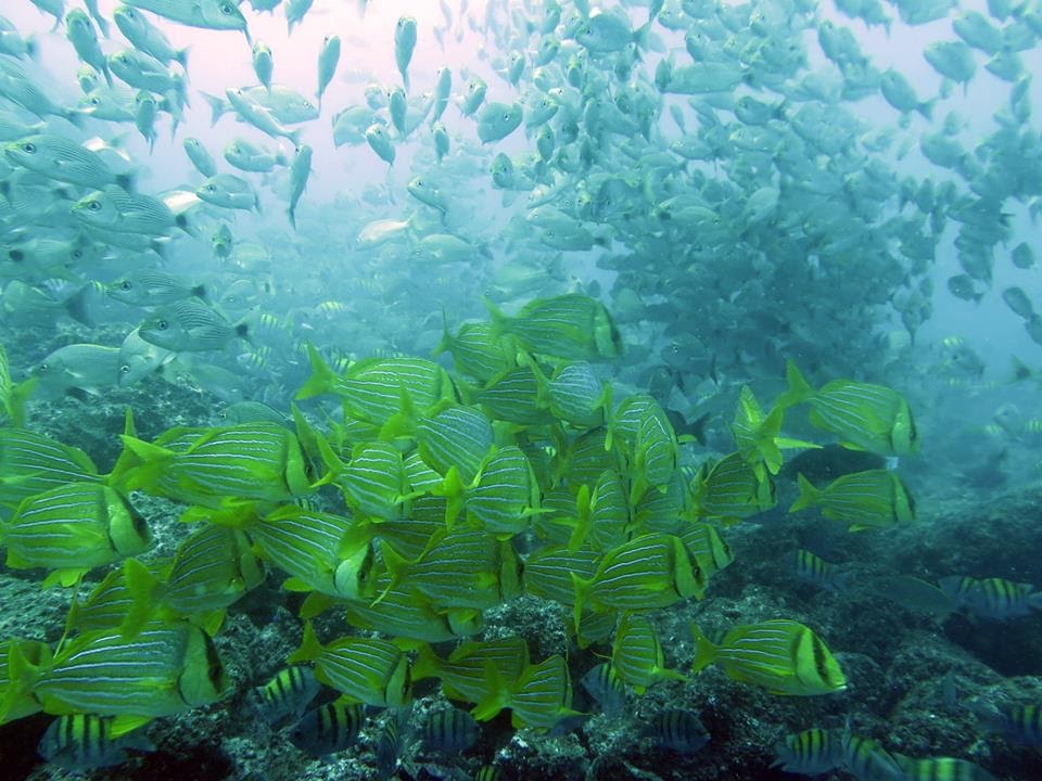Scuba Diving in Costa Rica and Departing from Your Front Door